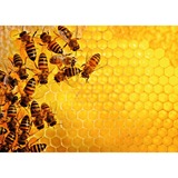 Ravensburger Puzzle Bienen 1000 Teile