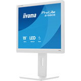 iiyama ProLite B1980S-W1, LED-Monitor 48 cm (19 Zoll), weiß (matt), SXGA, TN, HDMI, DP, Ergonomischer Standfuß